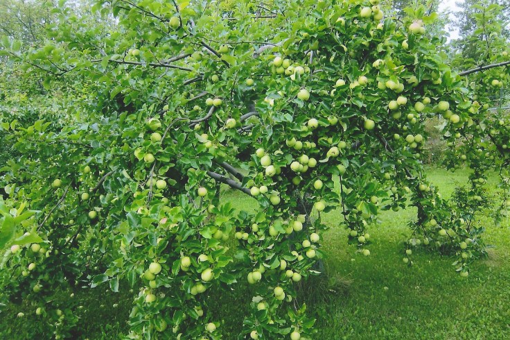 lodi-apple-tree